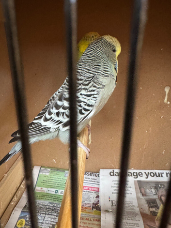 Budgies