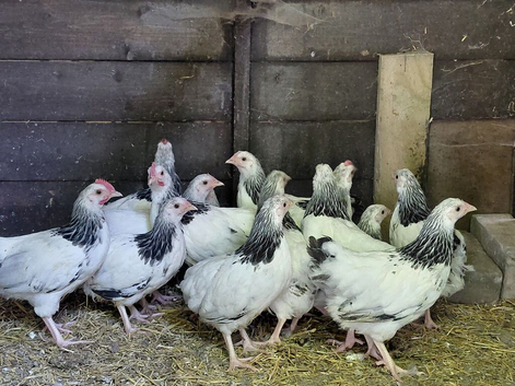 Light Sussex bantam pullets