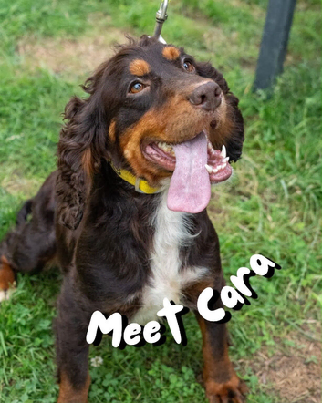 Multiple rescue spaniels looking for their forever homes