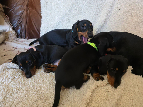 Six beautiful miniature smooth haired dachshunds-one girl left