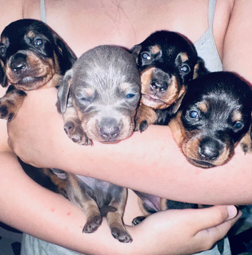 Last 2 puppies left