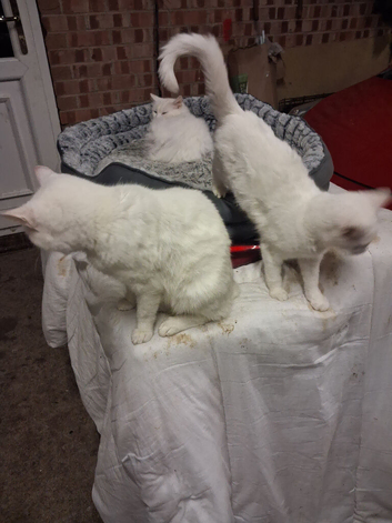Beautiful white kittens