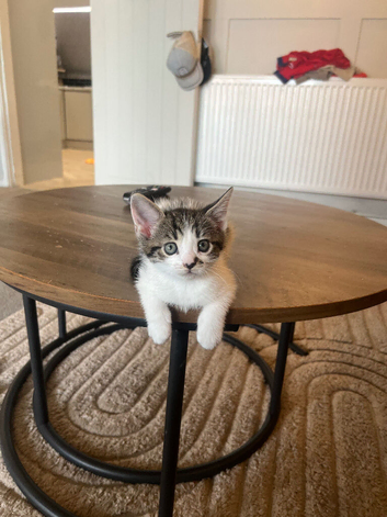 Kittens