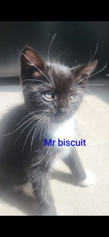 Cute 9 week kittens needing home