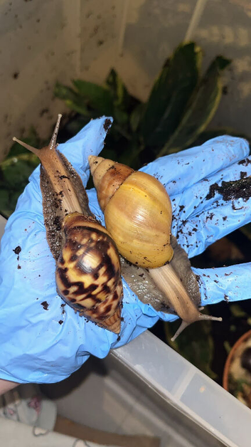 Juvenile Rodatzi + Wild colour Lissachatina fulica