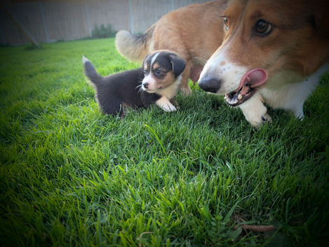 Cardiganshire corgi puppies