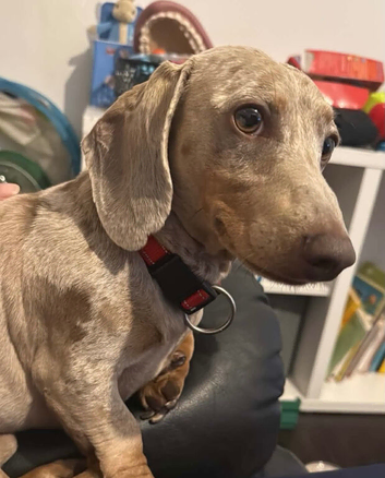 Dachshund 3 years old
