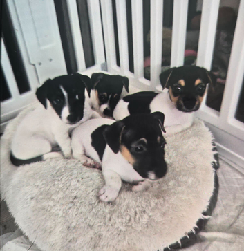 Minture jack russel