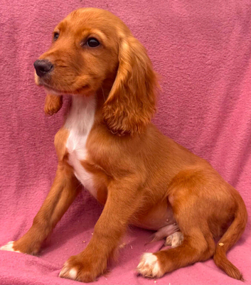 Cocker spaniels