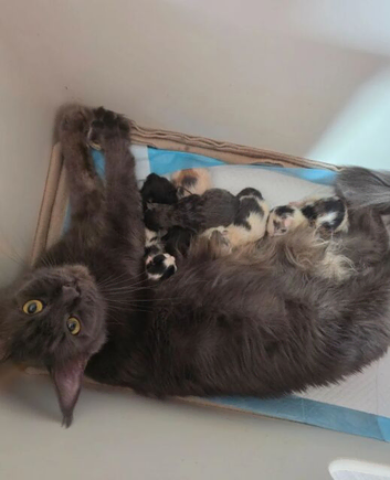 TICA REGISTERED STUNNING KITTENS