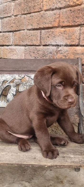 Loving Female Chocolate Labrador Loking a New Home
