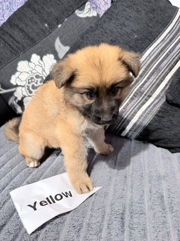 German Shepherd Puppies