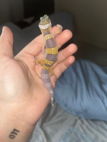FEMALE Baby leopard gecko available to leave NOW!
