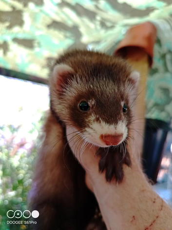 Gorgeous baby ferrets