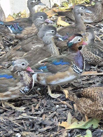 Ornamental Ducks