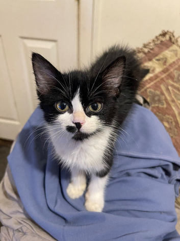 Kittens ready to leave
