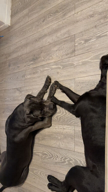 2 cane Corsos for rehoming