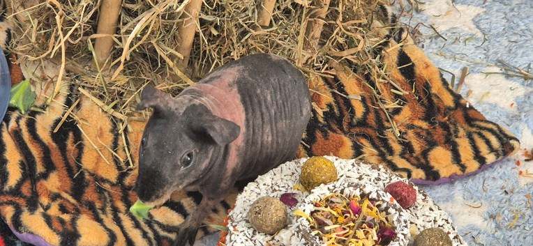 2 baby skinny pigs