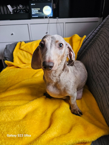 Miniature dachshund