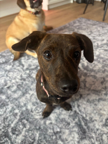 Dachshund X Staffy