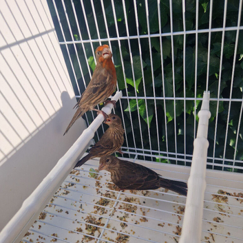 Mexican house finch