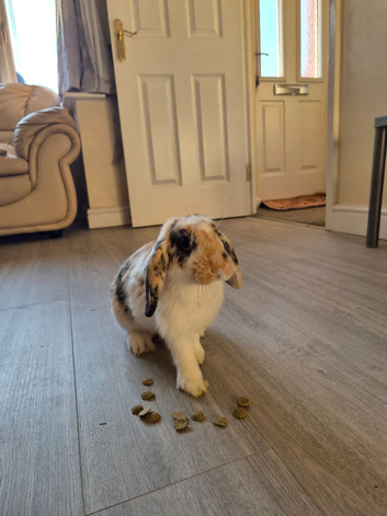 Mini Lop Boys