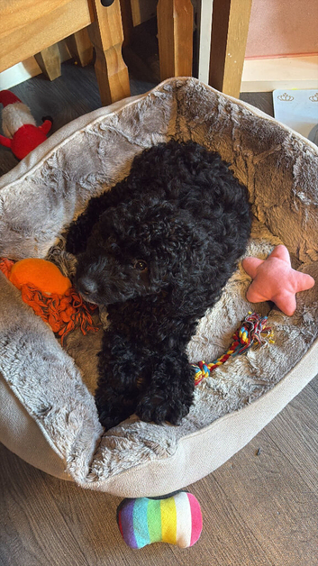 Cockapoo