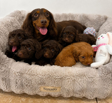 Stunning litter of 5 F1 cockapoo puppies