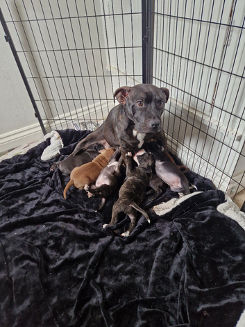 Staffordshire BullTerrier Puppies.
