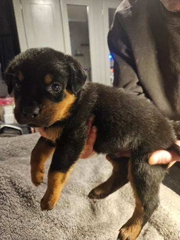 Rottweiler pups