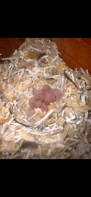 Sandy x albino kits