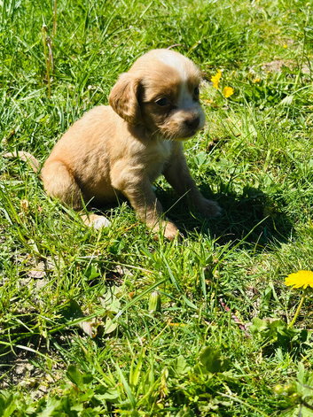 Cocker spaniel puppies