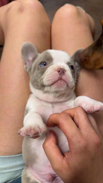 KC reg frenchie pups