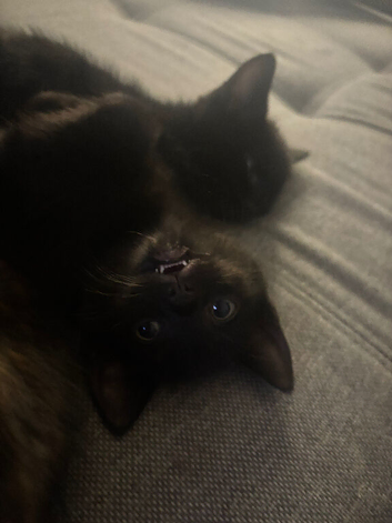 3 kitties for sale