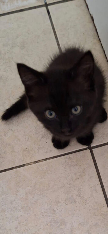 Mixed bengal kitten for sale