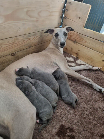Beautiful blue whippet Puppy's