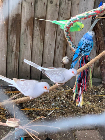 Diamond dove