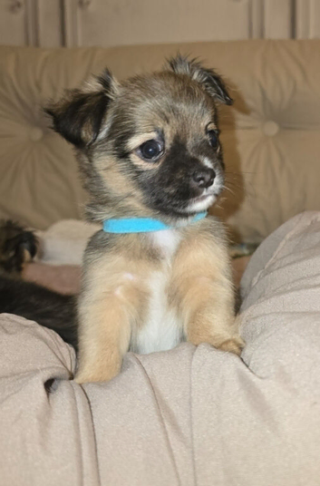 Long haired chihuahua