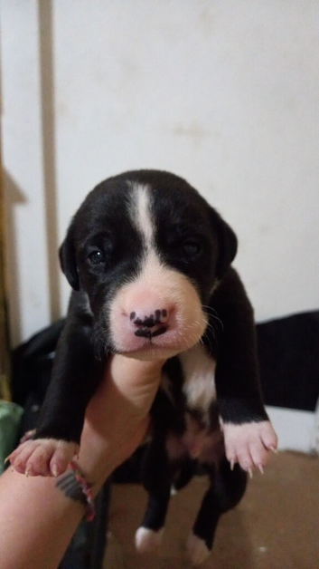 Pups ready for new home 9th july