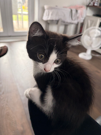 2 kittens for sale