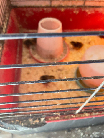 19 4 week old japenese quail