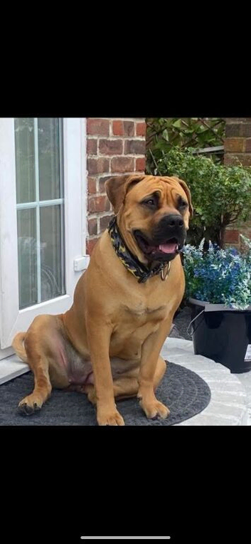 Noxterra sire  /  dam exclusive  boerboels having litter