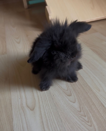 Adorable Indoor Lionlop Bunnies For Sale - Ready Soon!