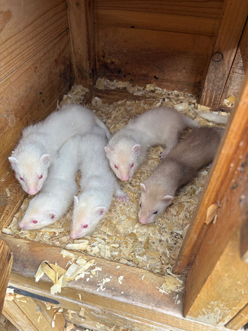 Male ferrets 8 weeks