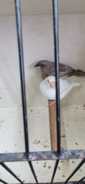 Pair of Bengalese finches