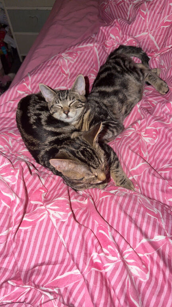 2 tabby kitten for sale &pound;50 for both of them male and female they come together