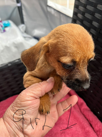Jackawawa puppies for sale