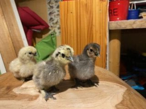 Silkie chicks for sale (un-sexed)......ready now to collect...