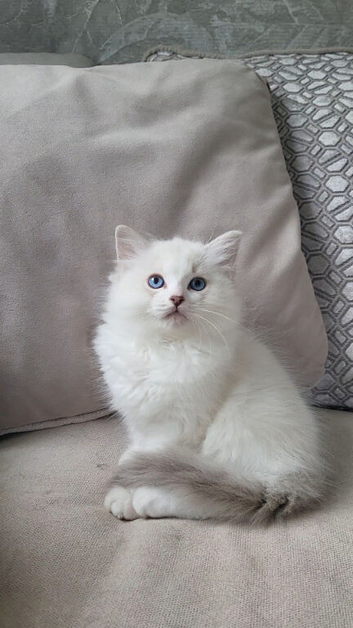 HCM/PKD health tested male ragdoll kittens