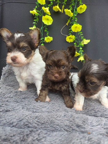 Yorkshire terrier puppies